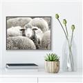 Picture of Sheepish _GroupedProduct_Rectangle_Landscape_Photography _GroupedProduct_Rectangle_Landscape_Canvas_Framed_