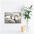 Picture of Sheepish _GroupedProduct_Rectangle_Landscape_Photography _GroupedProduct_Rectangle_Landscape_Canvas_Framed_