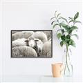 Picture of Sheepish _GroupedProduct_Rectangle_Landscape_Photography _GroupedProduct_Rectangle_Landscape_Canvas_Framed_