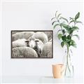 Picture of Sheepish _GroupedProduct_Rectangle_Landscape_Photography _GroupedProduct_Rectangle_Landscape_Canvas_Framed_