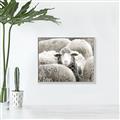 Picture of Sheepish _GroupedProduct_Rectangle_Landscape_Photography _GroupedProduct_Rectangle_Landscape_Canvas_Framed_