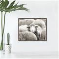 Picture of Sheepish _GroupedProduct_Rectangle_Landscape_Photography _GroupedProduct_Rectangle_Landscape_Canvas_Framed_