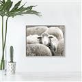 Picture of Sheepish _GroupedProduct_Rectangle_Landscape_Photography _GroupedProduct_Rectangle_Landscape_Canvas_Framed_