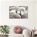Picture of Sheepish _GroupedProduct_Rectangle_Landscape_Photography _GroupedProduct_Rectangle_Landscape_Canvas_Framed_