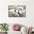 Picture of Sheepish _GroupedProduct_Rectangle_Landscape_Photography _GroupedProduct_Rectangle_Landscape_Canvas_Framed_