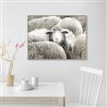 Picture of Sheepish _GroupedProduct_Rectangle_Landscape_Photography _GroupedProduct_Rectangle_Landscape_Canvas_Framed_