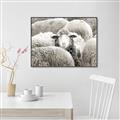 Picture of Sheepish _GroupedProduct_Rectangle_Landscape_Photography _GroupedProduct_Rectangle_Landscape_Canvas_Framed_