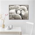Picture of Sheepish _GroupedProduct_Rectangle_Landscape_Photography _GroupedProduct_Rectangle_Landscape_Canvas_Framed_