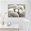 Picture of Sheepish _GroupedProduct_Rectangle_Landscape_Photography _GroupedProduct_Rectangle_Landscape_Canvas_Framed_