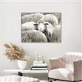 Picture of Sheepish _GroupedProduct_Rectangle_Landscape_Photography _GroupedProduct_Rectangle_Landscape_Canvas_Framed_