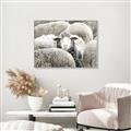 Picture of Sheepish _GroupedProduct_Rectangle_Landscape_Photography _GroupedProduct_Rectangle_Landscape_Canvas_Framed_