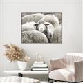 Picture of Sheepish _GroupedProduct_Rectangle_Landscape_Photography _GroupedProduct_Rectangle_Landscape_Canvas_Framed_