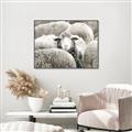 Picture of Sheepish _GroupedProduct_Rectangle_Landscape_Photography _GroupedProduct_Rectangle_Landscape_Canvas_Framed_