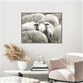 Picture of Sheepish _GroupedProduct_Rectangle_Landscape_Photography _GroupedProduct_Rectangle_Landscape_Canvas_Framed_