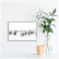 Picture of Sheep Party _GroupedProduct_Rectangle_Landscape_Photography _GroupedProduct_Rectangle_Landscape_Canvas_Framed_