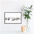 Picture of Sheep Party _GroupedProduct_Rectangle_Landscape_Photography _GroupedProduct_Rectangle_Landscape_Canvas_Framed_