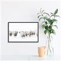 Picture of Sheep Party _GroupedProduct_Rectangle_Landscape_Photography _GroupedProduct_Rectangle_Landscape_Canvas_Framed_
