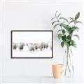 Picture of Sheep Party _GroupedProduct_Rectangle_Landscape_Photography _GroupedProduct_Rectangle_Landscape_Canvas_Framed_