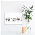 Picture of Sheep Party _GroupedProduct_Rectangle_Landscape_Photography _GroupedProduct_Rectangle_Landscape_Canvas_Framed_