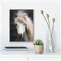 Picture of Stallion _GroupedProduct_Rectangle_Portrait_Photography _GroupedProduct_Rectangle_Portrait_Canvas_Framed_