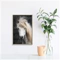 Picture of Stallion _GroupedProduct_Rectangle_Portrait_Photography _GroupedProduct_Rectangle_Portrait_Canvas_Framed_