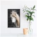Picture of Stallion _GroupedProduct_Rectangle_Portrait_Photography _GroupedProduct_Rectangle_Portrait_Canvas_Framed_
