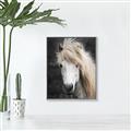 Picture of Stallion _GroupedProduct_Rectangle_Portrait_Photography _GroupedProduct_Rectangle_Portrait_Canvas_Framed_