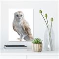 Picture of Watercolour Owl  _GroupedProduct_Rectangle_Portrait_Unframed_Print_Only_