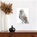 Picture of Watercolour Owl  _GroupedProduct_Rectangle_Portrait_Unframed_Print_Only_