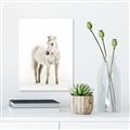 Picture of Solo White Horse _GroupedProduct_Rectangle_Portrait_Photography _GroupedProduct_Rectangle_Portrait_Unframed_Print_Only_