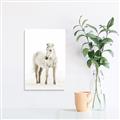 Picture of Solo White Horse _GroupedProduct_Rectangle_Portrait_Photography _GroupedProduct_Rectangle_Portrait_Unframed_Print_Only_