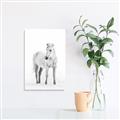 Picture of Solo White Horse _GroupedProduct_Rectangle_Portrait_Photography _GroupedProduct_Rectangle_Portrait_Unframed_Print_Only_