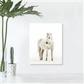 Picture of Solo White Horse _GroupedProduct_Rectangle_Portrait_Photography _GroupedProduct_Rectangle_Portrait_Unframed_Print_Only_