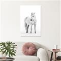 Picture of Solo White Horse _GroupedProduct_Rectangle_Portrait_Photography _GroupedProduct_Rectangle_Portrait_Unframed_Print_Only_