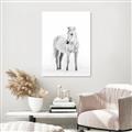 Picture of Solo White Horse _GroupedProduct_Rectangle_Portrait_Photography _GroupedProduct_Rectangle_Portrait_Unframed_Print_Only_