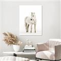 Picture of Solo White Horse _GroupedProduct_Rectangle_Portrait_Photography _GroupedProduct_Rectangle_Portrait_Unframed_Print_Only_