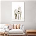 Picture of Solo White Horse _GroupedProduct_Rectangle_Portrait_Photography _GroupedProduct_Rectangle_Portrait_Unframed_Print_Only_