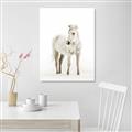 Picture of Solo White Horse _GroupedProduct_Rectangle_Portrait_Photography _GroupedProduct_Rectangle_Portrait_Unframed_Print_Only_