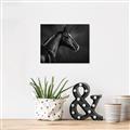 Picture of Black Beauty _GroupedProduct_Rectangle_Landscape_Photography _GroupedProduct_Rectangle_Landscape_Unframed_Print_Only_