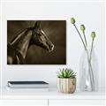 Picture of Black Beauty _GroupedProduct_Rectangle_Landscape_Photography _GroupedProduct_Rectangle_Landscape_Unframed_Print_Only_