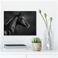Picture of Black Beauty _GroupedProduct_Rectangle_Landscape_Photography _GroupedProduct_Rectangle_Landscape_Unframed_Print_Only_
