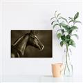 Picture of Black Beauty _GroupedProduct_Rectangle_Landscape_Photography _GroupedProduct_Rectangle_Landscape_Unframed_Print_Only_