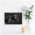 Picture of Black Beauty _GroupedProduct_Rectangle_Landscape_Photography _GroupedProduct_Rectangle_Landscape_Unframed_Print_Only_