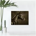 Picture of Black Beauty _GroupedProduct_Rectangle_Landscape_Photography _GroupedProduct_Rectangle_Landscape_Unframed_Print_Only_