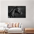 Picture of Black Beauty _GroupedProduct_Rectangle_Landscape_Photography _GroupedProduct_Rectangle_Landscape_Unframed_Print_Only_