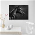 Picture of Black Beauty _GroupedProduct_Rectangle_Landscape_Photography _GroupedProduct_Rectangle_Landscape_Unframed_Print_Only_