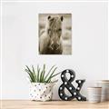 Picture of Icelandic horse in black and white _GroupedProduct_Rectangle_Portrait_Photography _GroupedProduct_Rectangle_Portrait_Unframed_Print_Only_