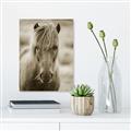 Picture of Icelandic horse in black and white _GroupedProduct_Rectangle_Portrait_Photography _GroupedProduct_Rectangle_Portrait_Unframed_Print_Only_