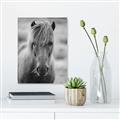 Picture of Icelandic horse in black and white _GroupedProduct_Rectangle_Portrait_Photography _GroupedProduct_Rectangle_Portrait_Unframed_Print_Only_