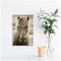 Picture of Icelandic horse in black and white _GroupedProduct_Rectangle_Portrait_Photography _GroupedProduct_Rectangle_Portrait_Unframed_Print_Only_